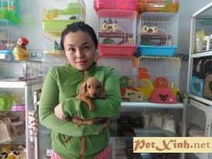 Khách hàng mua lạp xưởng chó Dachshund