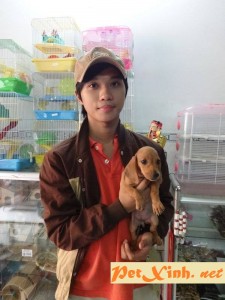 Xuất chuồng đàn Dachshund (chó lạp xưởng, chó xúc xích) [30/04/2016] 10