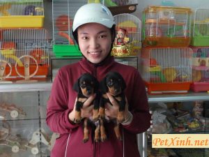 Khách hàng mua lạp xưởng chó Dachshund