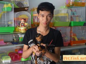 Khách hàng mua lạp xưởng chó Dachshund