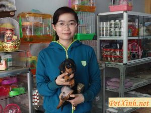 Khách hàng mua lạp xưởng chó Dachshund