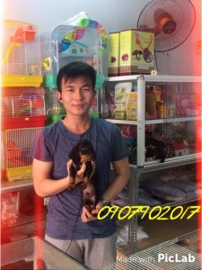 Khách hàng mua lạp xưởng chó Dachshund