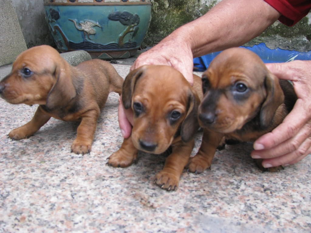 Xuất chuồng đàn Dachshund (chó lạp xưởng, chó xúc xích) [30/04/2016] 3