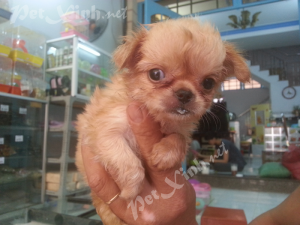 chihuahua lồng xù mini dáng chuẩn tp hcm gò vấp