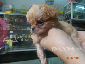 chihuahua lồng xù mini dáng chuẩn tp hcm gò vấp