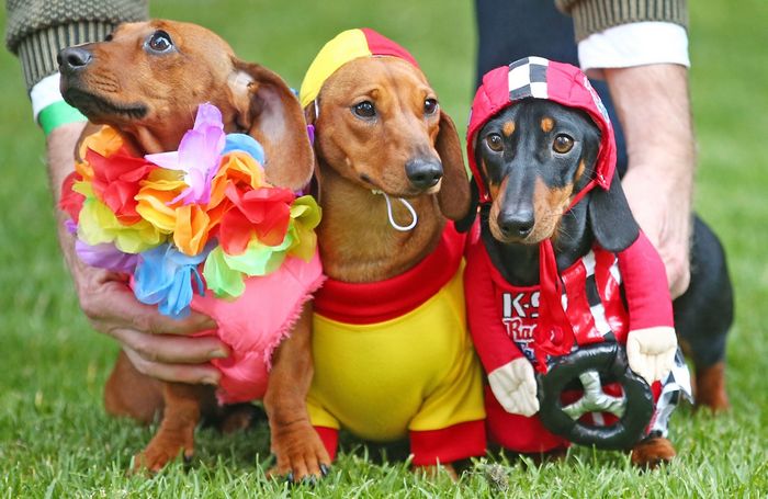 Chó Dachshund (lạp xưởng) có bao nhiêu loại? Chó Dachshund bao nhiêu tiền? 2 đua chó lạp xưởng dachshund ở Melbourne