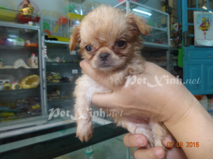 chihuahua lồng xù mini dáng chuẩn tp hcm gò vấp