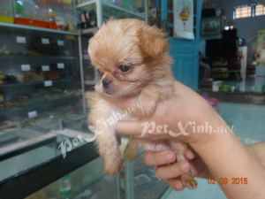 chihuahua lồng xù mini dáng chuẩn tp hcm gò vấp