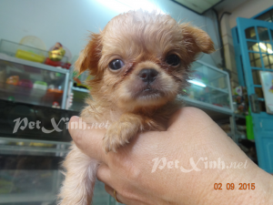 chihuahua lồng xù mini dáng chuẩn tp hcm gò vấp
