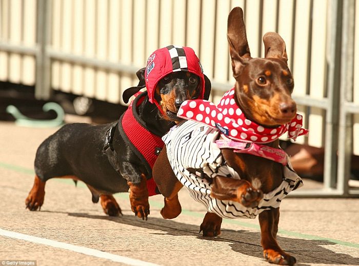 đua chó lạp xưởng dachshund ở Melbourne