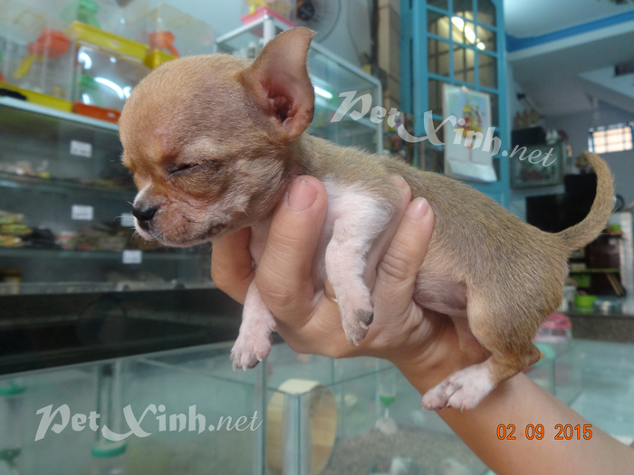 chó chihuahua heo lùn mini dáng chuẩn gò vấp tp hồ chí minh