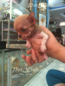 chó chihuahua heo lùn mini dáng chuẩn gò vấp tp hồ chí minh
