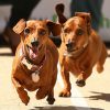 đua chó lạp xưởng dachshund ở Melbourne