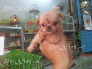 chihuahua lồng xù mini dáng chuẩn tp hcm gò vấp