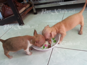 chó chihuahua heo lùn mini dáng chuẩn gò vấp tp hồ chí minh đang ăn cơm