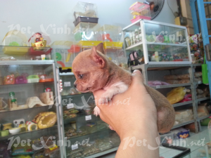 nhìn ngang một bé chó chihuahua heo lùn mini dáng chuẩn gò vấp tp hồ chí minh