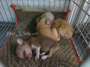 chó chihuahua heo lùn mini dáng chuẩn gò vấp tp hồ chí minh đang ngủ nướng