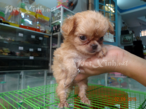 chihuahua lồng xù mini dáng chuẩn tp hcm gò vấp