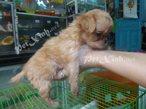 chihuahua lồng xù mini dáng chuẩn tp hcm gò vấp
