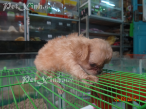 chihuahua lồng xù mini dáng chuẩn tp hcm gò vấp