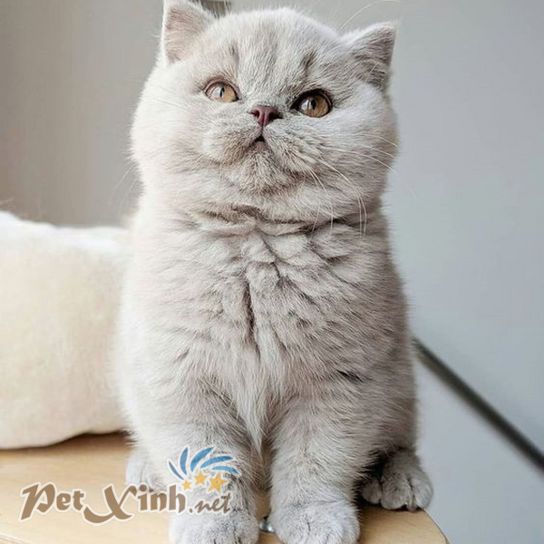 mèo anh