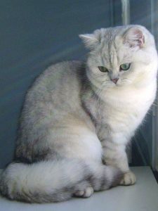 mèo anh lông ngắn màu silver