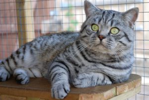 mèo anh lông ngắn tabby