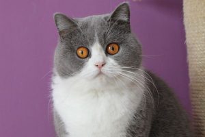 mèo anh lông ngắn bicolor