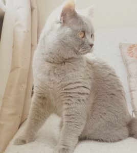 mèo anh lông ngắn lilac