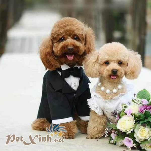 poodle