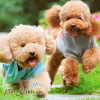 poodle