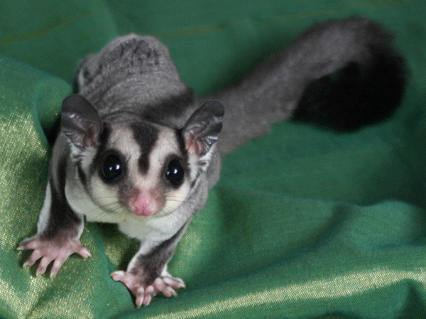 sóc bay úc sugar glider Gò Vấp TP. Hồ Chí Minh