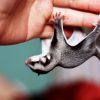 sóc bay úc sugar glider Gò Vấp TP. Hồ Chí Minh