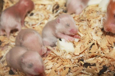 hamster baby