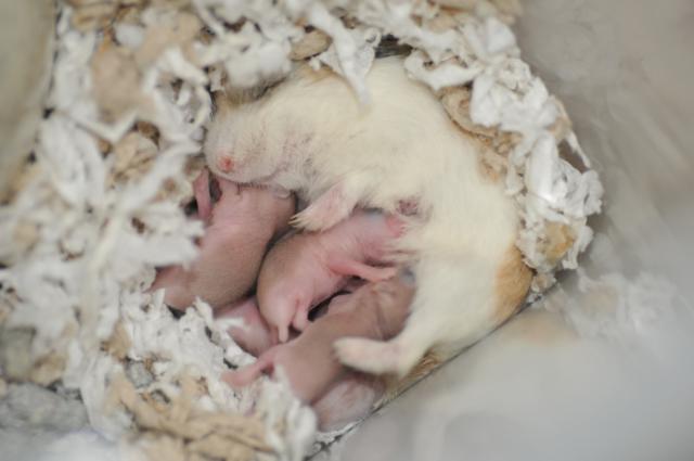 Nhận biết và chăm sóc hamster mang thai 1 chăm sóc hamster mới sinh con