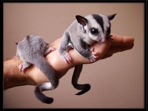 sóc bay úc sugar glider Gò Vấp TP. Hồ Chí Minh