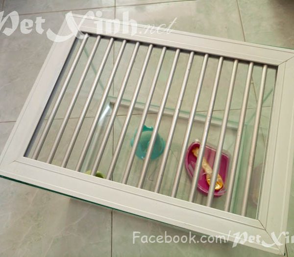 Hồ kiếng nuôi nhím hamster