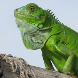 iguana green kỳ nhông rồng nam mỹ xanh