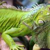 Rồng Nam Mỹ Xanh (Green Iguana) 1