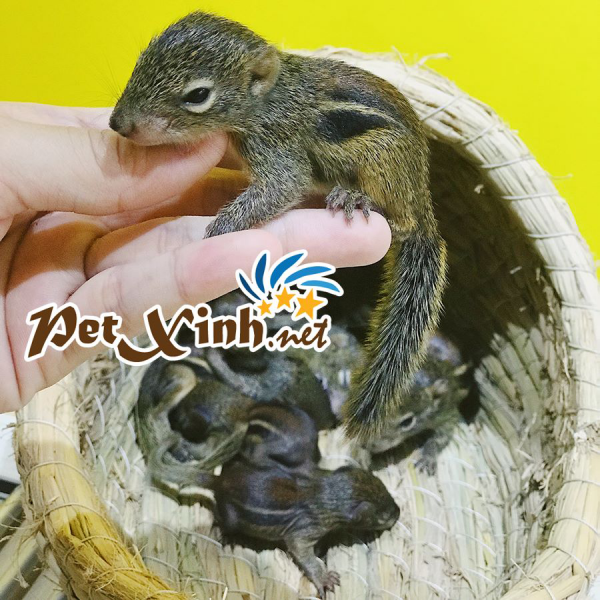 sóc đất baby đã mở mắt