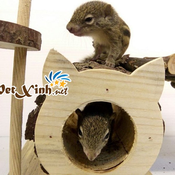 PetXinh - shop thú cưng uy tín Gò Vấp, Tp.HCM 28