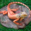 red iguana