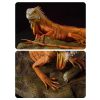 red iguana
