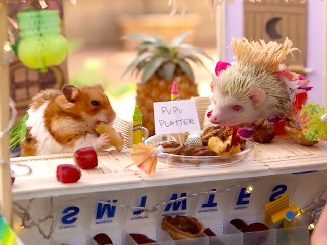 hamster hedgehog party