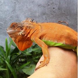 red iguana