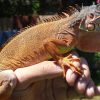 red iguana kỳ nhông nam mỹ
