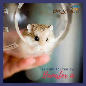 hamster petxinh