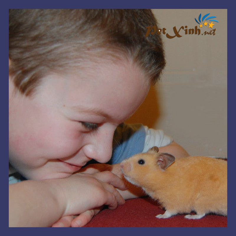 10 Điều tôi yêu em "Hamster" 1 hamster petxinh