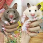 chọn nuôi hamster