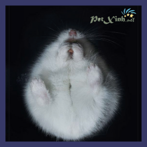 hamster petxinh